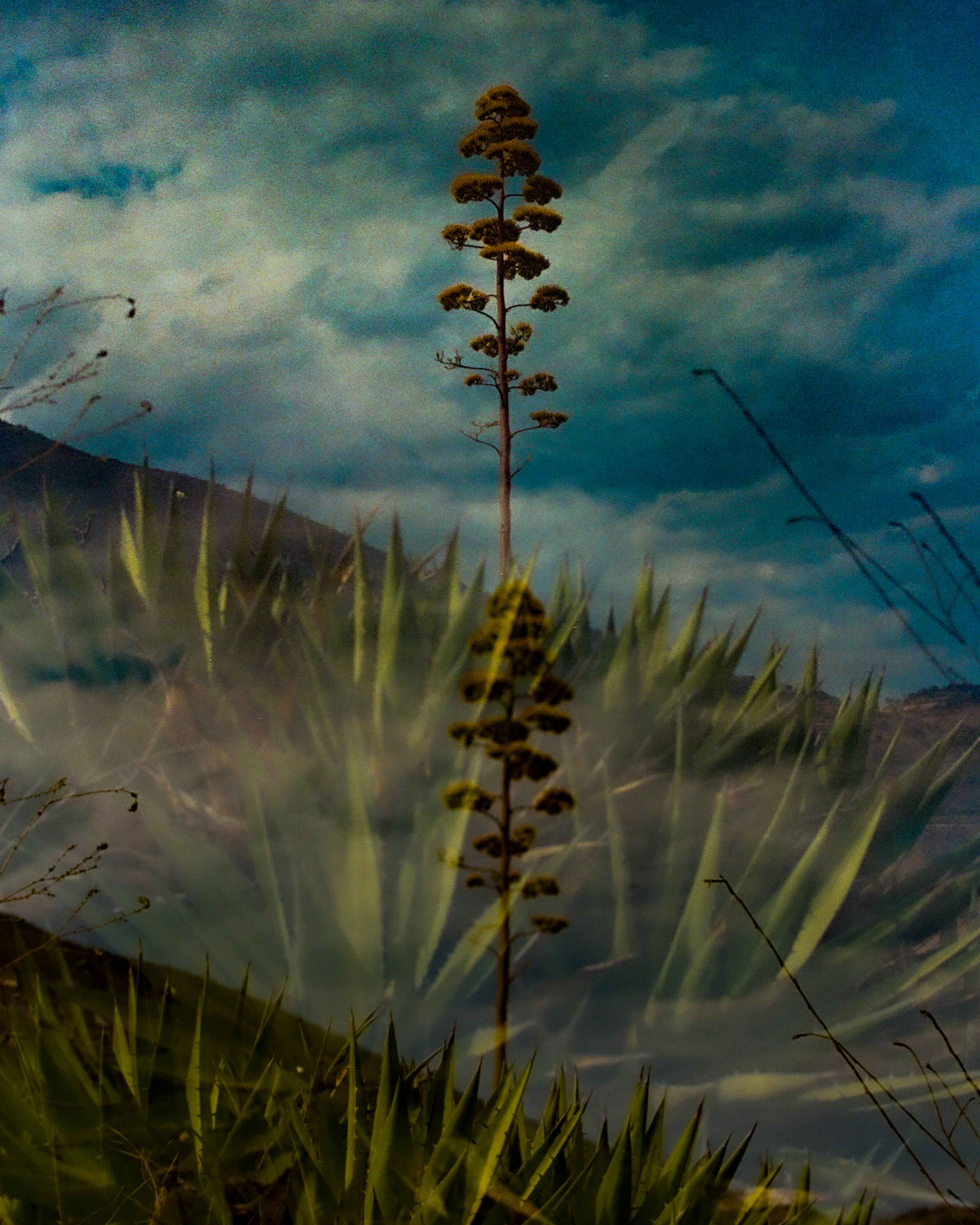 Agave triple exposure