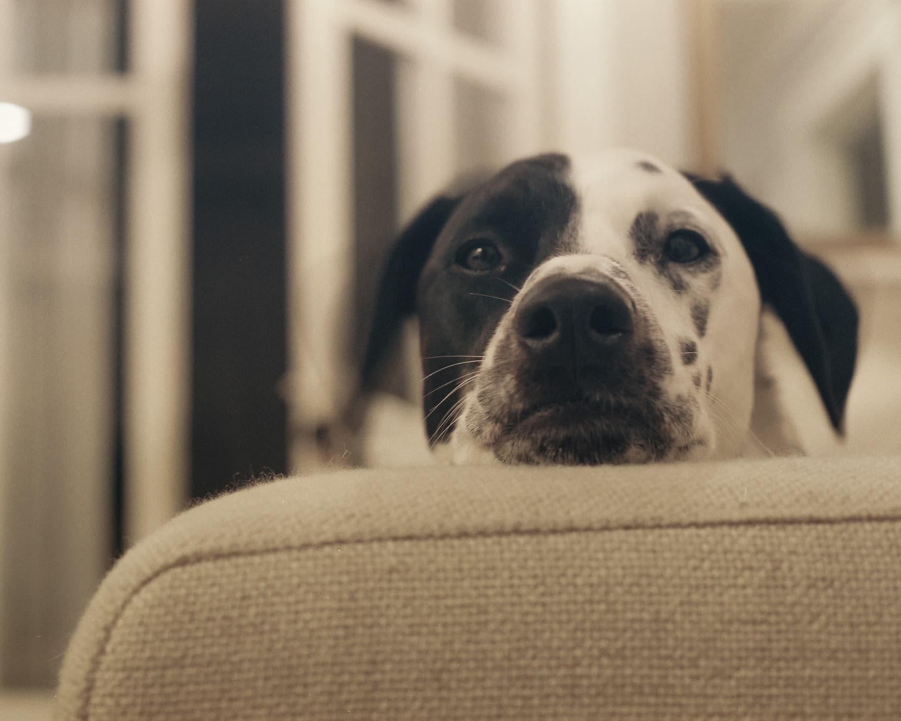 Prince on couch