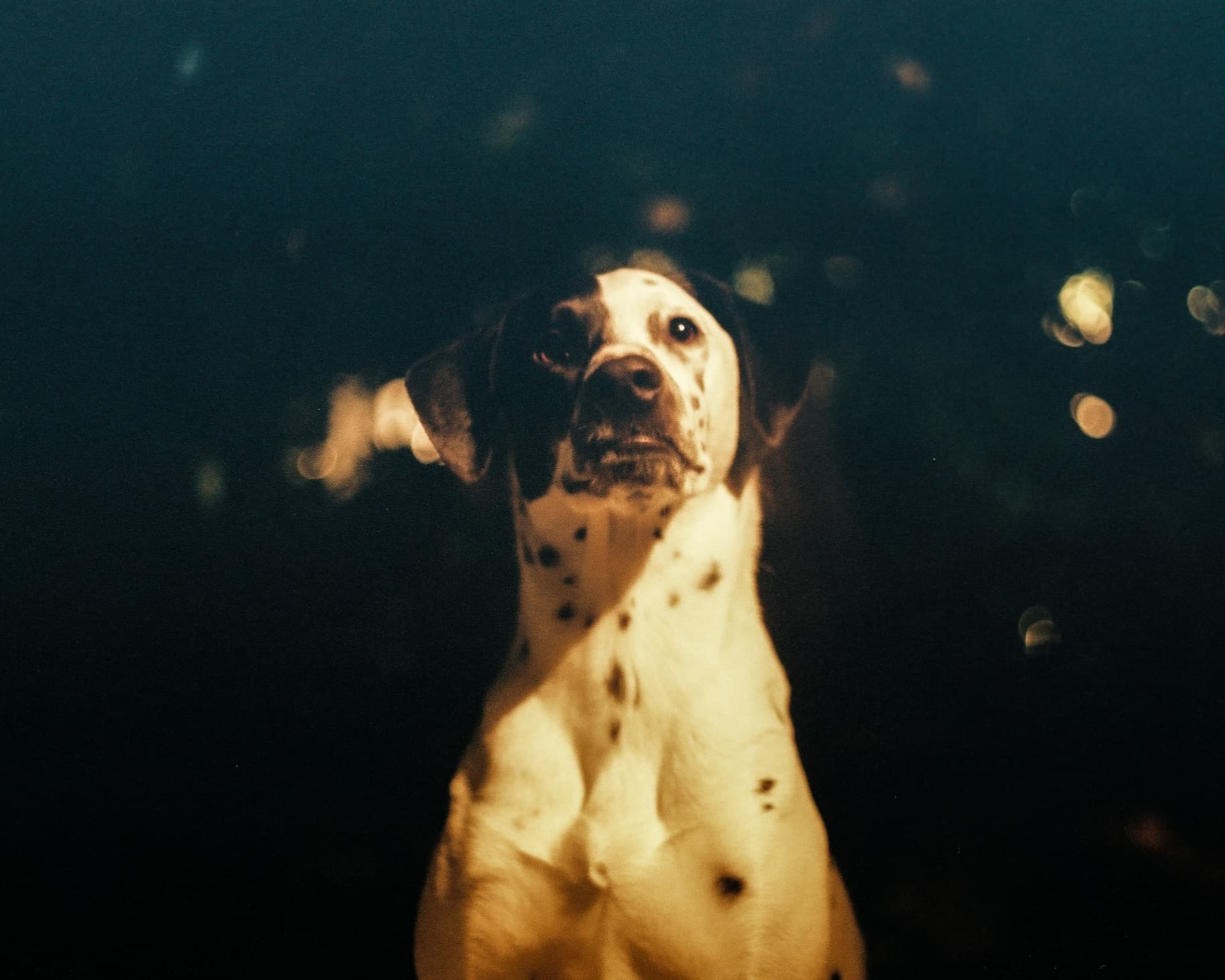 Dalmatian portrait with bokeh
